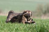 DOGUE DU TIBET 292
